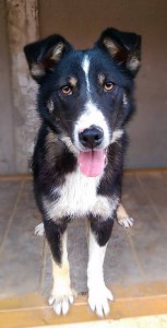 Ногинск и вся Московская область Три щеночка-сестренки ищут хозяев  - 2.jpg