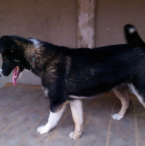 Ногинск и вся Московская область Три щеночка-сестренки ищут хозяев  - 4.jpg