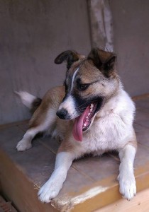 Ногинск и вся Московская область Три щеночка-сестренки ищут хозяев  - 5.jpg