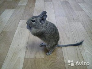 отдам дегу даром - 1992859799.jpg