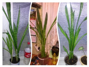 Отдам.Отдала - collage-1462906714128.jpg