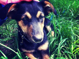 Отдам щенка овчарки - Лаки.jpg