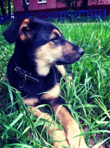 Отдам щенка овчарки - Лаки3.jpg