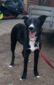 Москва и МО Щенок-подросток ищет любящих хозяев  - 1.jpg