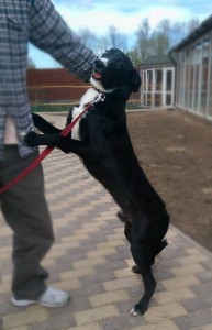 Москва и МО Щенок-подросток ищет любящих хозяев  - 2.jpg