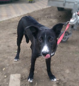 Москва и МО Щенок-подросток ищет любящих хозяев  - 3.jpg