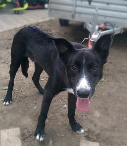 Москва и МО Щенок-подросток ищет любящих хозяев  - 5.jpg