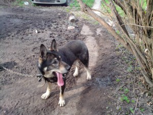 отдам в дар собаку - IMG_20160429_161133.jpg