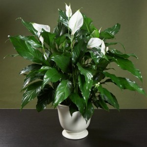 Приму отростки растений - spathiphyllum_chopin_2.jpg