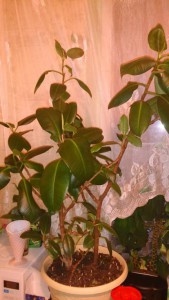 Приму отростки растений - DSC_0009.JPG