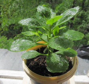 Приму отростки растений - 2016-05-15 11-36-52.JPG