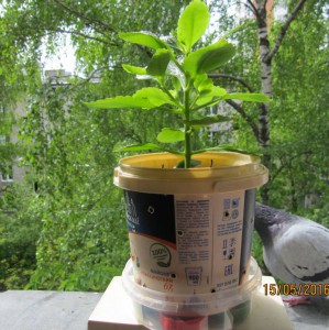 Приму отростки растений - 2016-05-15 11-36-38.JPG