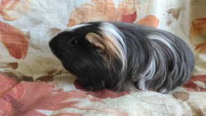 Отдам морского свина - ejRfN0OU9t4.jpg