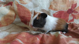 Отдам морского свина - zR_-M4d5nQc.jpg