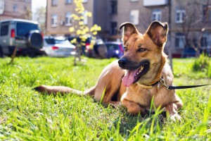 Москва и МО Очень послушная и просто замечательная собака ищет любящую семью  - 1.jpg