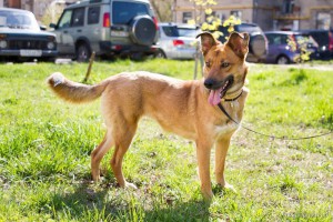 Москва и МО Очень послушная и просто замечательная собака ищет любящую семью  - 2.jpg