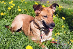 Москва и МО Очень послушная и просто замечательная собака ищет любящую семью  - 3.jpg