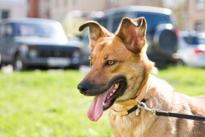 Москва и МО Очень послушная и просто замечательная собака ищет любящую семью  - 4.jpg