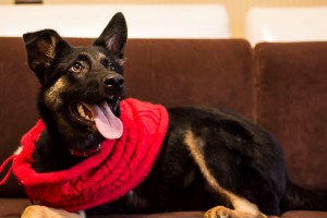 Ногинск и МО Особенная мини-овчарочка ищет заботливых и любящих родителей  - 1.jpg