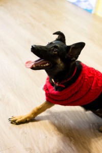 Ногинск и МО Особенная мини-овчарочка ищет заботливых и любящих родителей  - 2.jpg