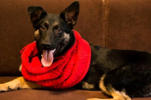 Ногинск и МО Особенная мини-овчарочка ищет заботливых и любящих родителей  - 3.jpg