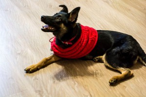 Ногинск и МО Особенная мини-овчарочка ищет заботливых и любящих родителей  - 4.jpg