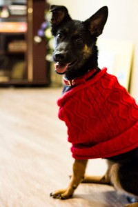 Ногинск и МО Особенная мини-овчарочка ищет заботливых и любящих родителей  - 5.jpg