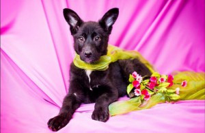 Москва и МО Ищет дом замечательная малышка Мамба Очень красивая девочка-метис  - 1.jpg