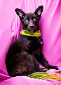 Москва и МО Ищет дом замечательная малышка Мамба Очень красивая девочка-метис  - 3.jpg