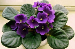 Приму в дар листочки фиалок или сам цветок за умеренную плату - 1376328369_fialka-2.jpg