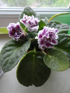 Приму в дар листочки фиалок или сам цветок за умеренную плату - DSC02403.JPG