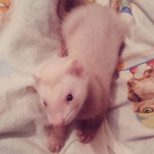 Отдам хорька - Rq6W1cW5BTw.jpg