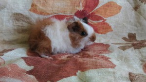 Отдам морского свина - DxjRnffQW6Y.jpg