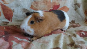 Отдам морского свина - 98riW4ZBqAg.jpg