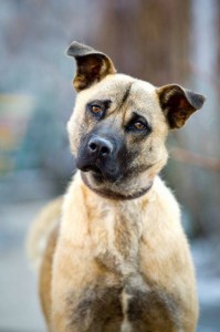 Москва и МО Вот он, Ваш Шанс - веселый и ласковый пёс по имени Грэм  - 1.jpg