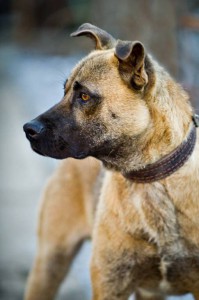 Москва и МО Вот он, Ваш Шанс - веселый и ласковый пёс по имени Грэм  - 2.jpg