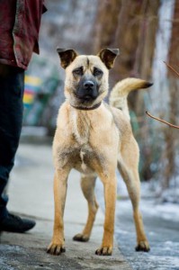 Москва и МО Вот он, Ваш Шанс - веселый и ласковый пёс по имени Грэм  - 3.jpg