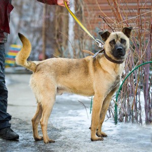 Москва и МО Вот он, Ваш Шанс - веселый и ласковый пёс по имени Грэм  - 5.jpg