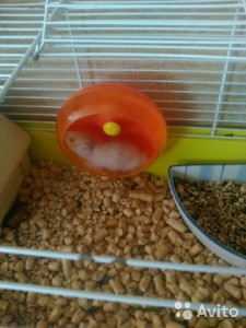 отдам в добрые руки - хомяк в колесе.jpg