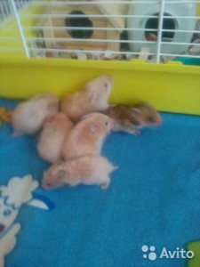 5 мальчиков и 1 девочка