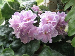 фиалки - 50f0f58896893ca70c6007d03d41b8a6dc852a18.jpg