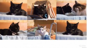 Кошка Мелисса - + 2.jpg