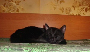 Кошка Мелисса - + 1.jpg