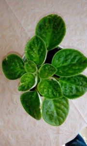 Отдам даром черенки хатиора, листик фиалки октавия с детками, есть хлорофитум детки - 1464758422161.jpg