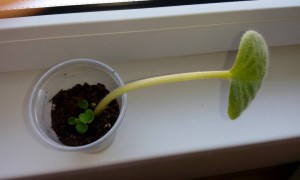 Отдам даром черенки хатиора, листик фиалки октавия с детками, есть хлорофитум детки - IMG_20160531_100347.jpg