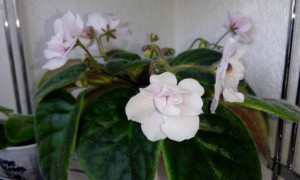 Отдам даром черенки хатиора, листик фиалки октавия с детками, есть хлорофитум детки - IMG_20160527_090756.jpg