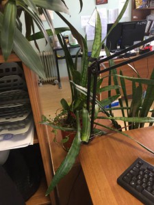 Отдам фиалку, денежное дерево,Сансевьерия или Щучий хвост, Сингониум - 34581b0e3251d5ade326edfc7dcdb6bfadfb6a20.jpg