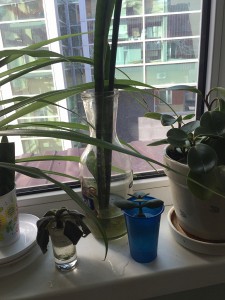 Отдам фиалку, денежное дерево,Сансевьерия или Щучий хвост, Сингониум - b3d148c0159a9e9455d2ce384509b3657c78030f.jpg