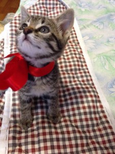 Отдам даром - котя.jpg