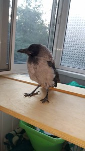 Отдам птенца вороны отдали - 20160529_185029.jpg